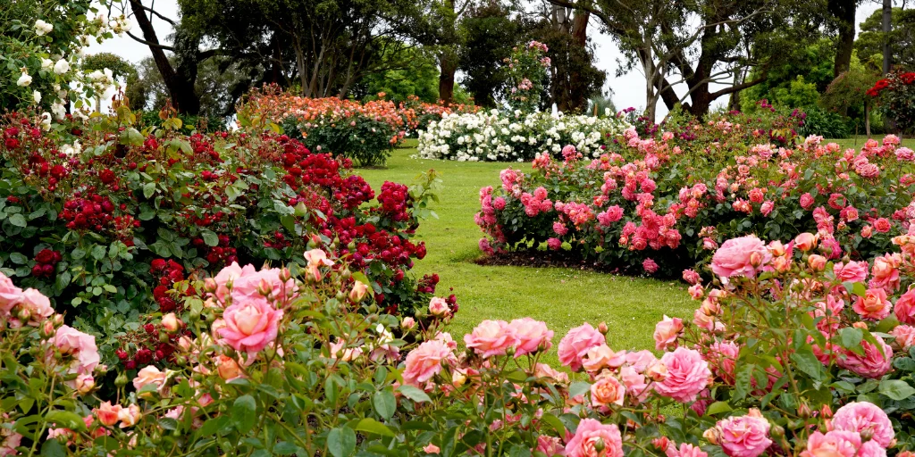 догляд за розами