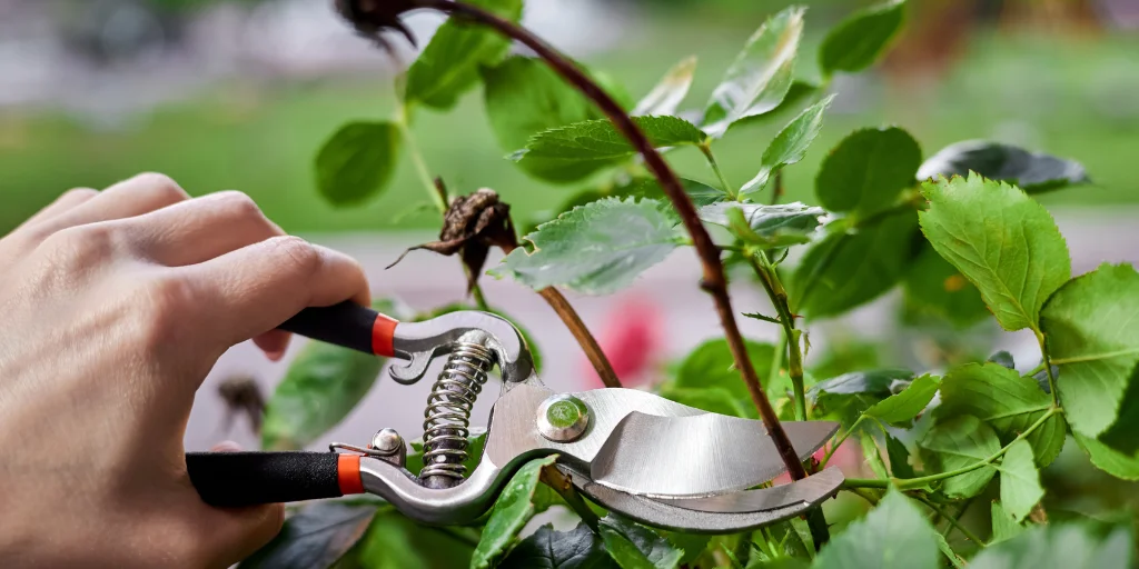 як доглядати за розами