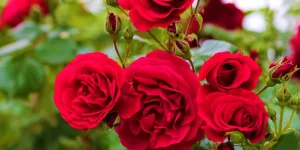 як доглядати за трояндами