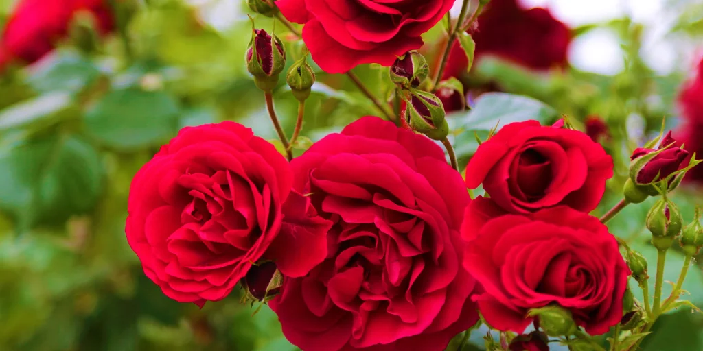 як доглядати за трояндами