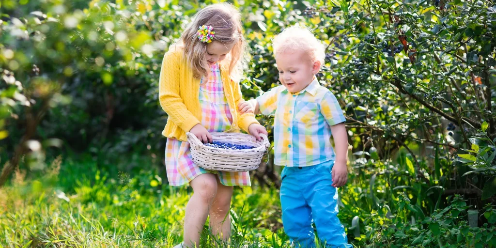 чем удобрять голубику