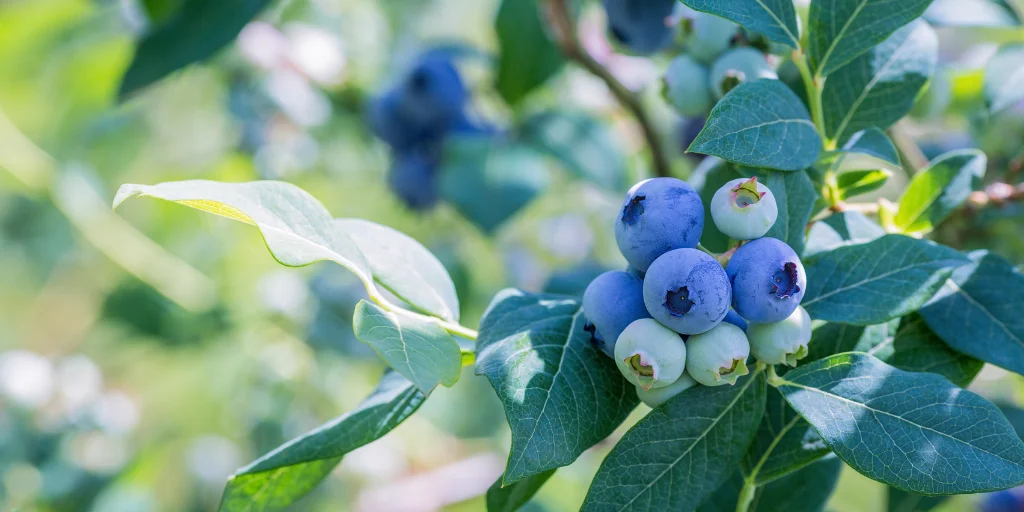 как правильно садить голубику