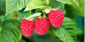 як доглядати за малиною