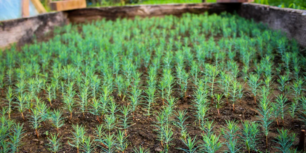 як посадити тую смарагд