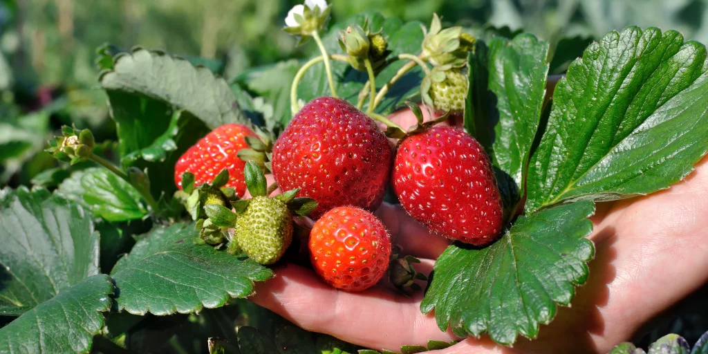 як правильно посадити клубніку