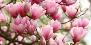 як правильно посадити магнолію