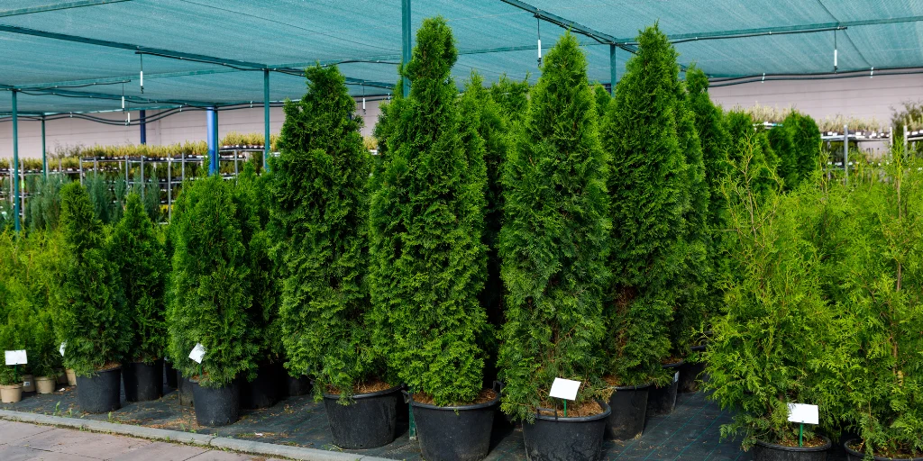 як правильно посадити тую смарагд