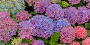 як правильно садити гортензію