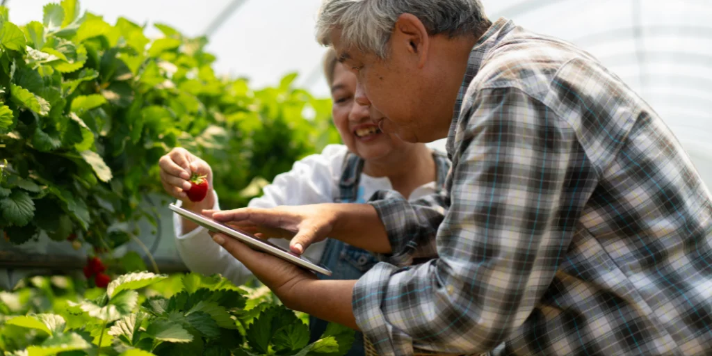 як правильно садити клубніку