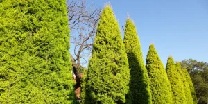 як садити тую смарагд