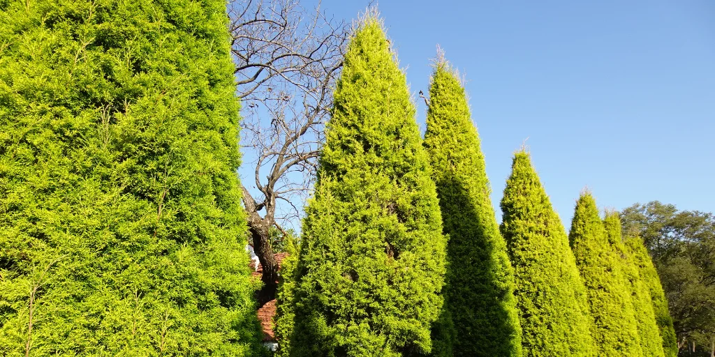 як садити тую смарагд