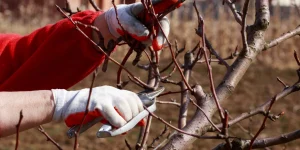 коли обрізати дерева восени