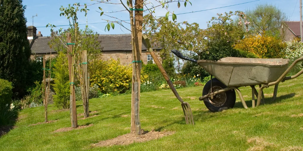 когда лучше сажать плодовые деревья осенью или весной