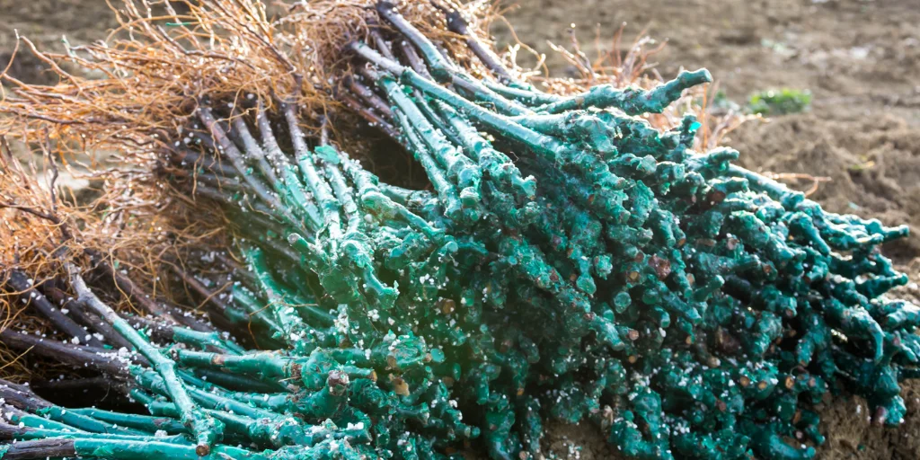 как садить виноград осенью