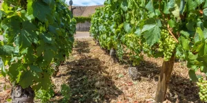 коли садити виноград восени