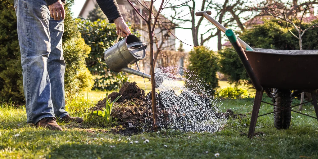 когда садить деревья осенью