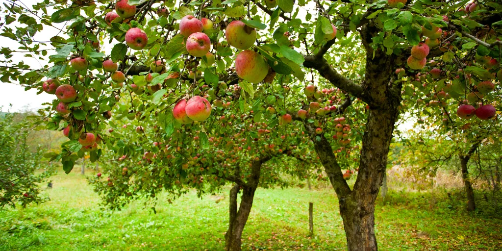 сорта яблони