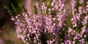 верес догляд восени