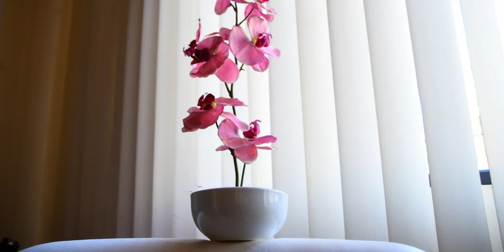 где лучше поставить орхидею где лучше поставить орхидею