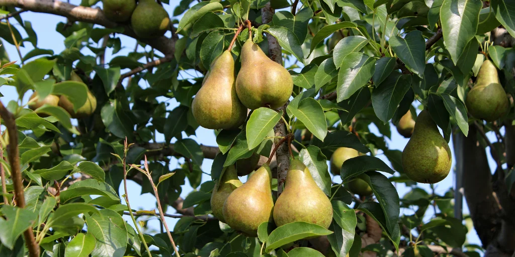 як обрізати грушу восени