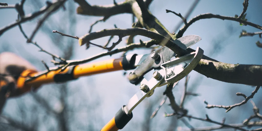 як обрізати грушу