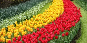 як садити тюльпани восени