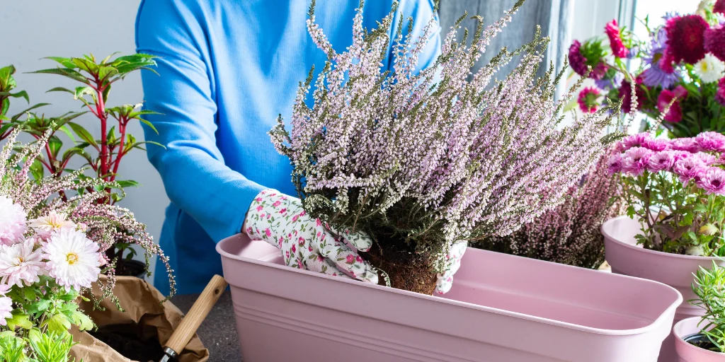 уход за вереском осенью