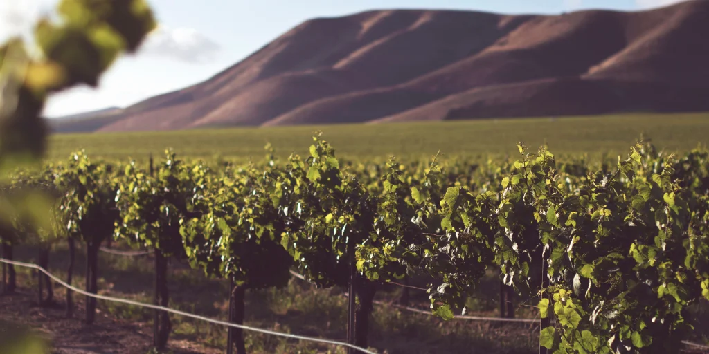 когда садить виноград осенью