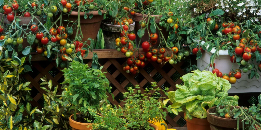 рассады помидор