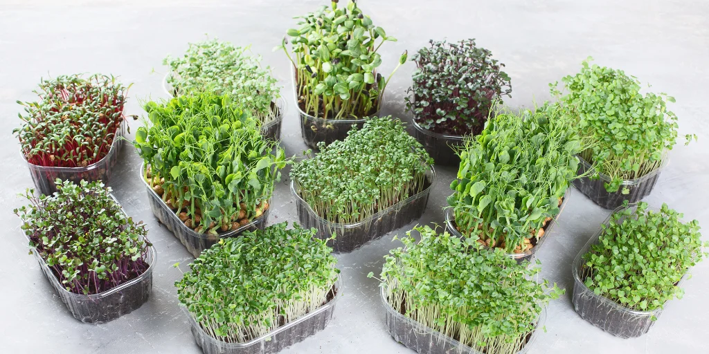 мікрозелень вирощування