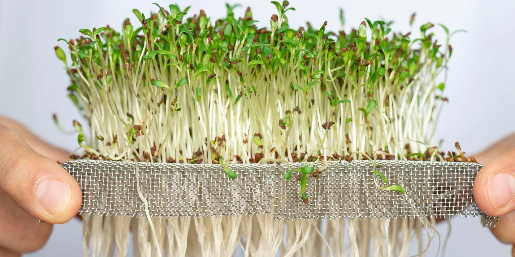 мікрозелень як вирощувати