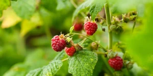 обрізка малини