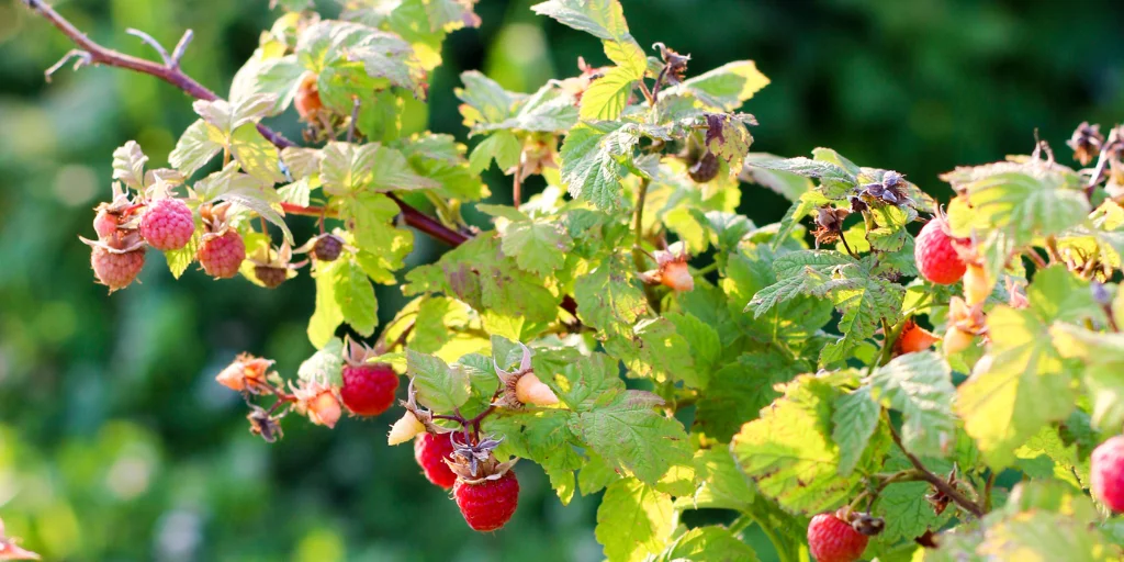 обрезка малины обрезка малины