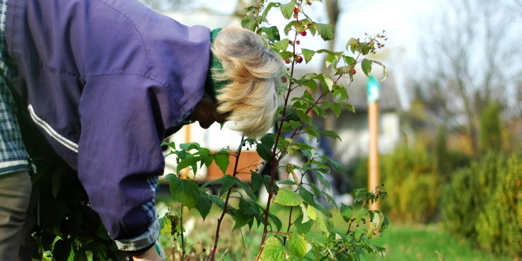 обрезка малины осенью обрезка малины осенью