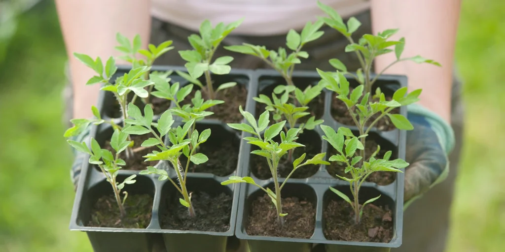 перша підкормка розсади помідорів