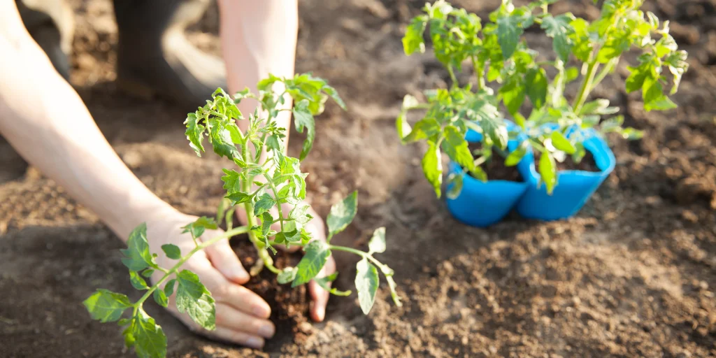 посадка помидор