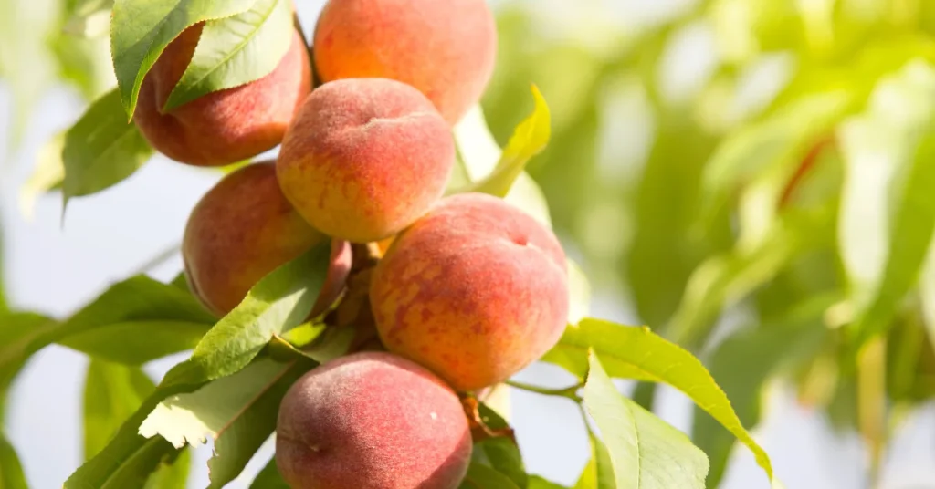 саженцы персика
