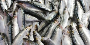 що можна приготувати з мороженої салаки