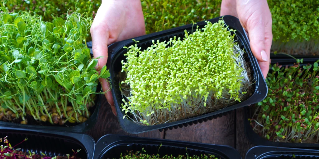 вирощування мікрозелені