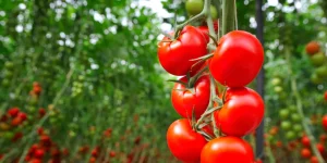 вирощування помідорів від а до я