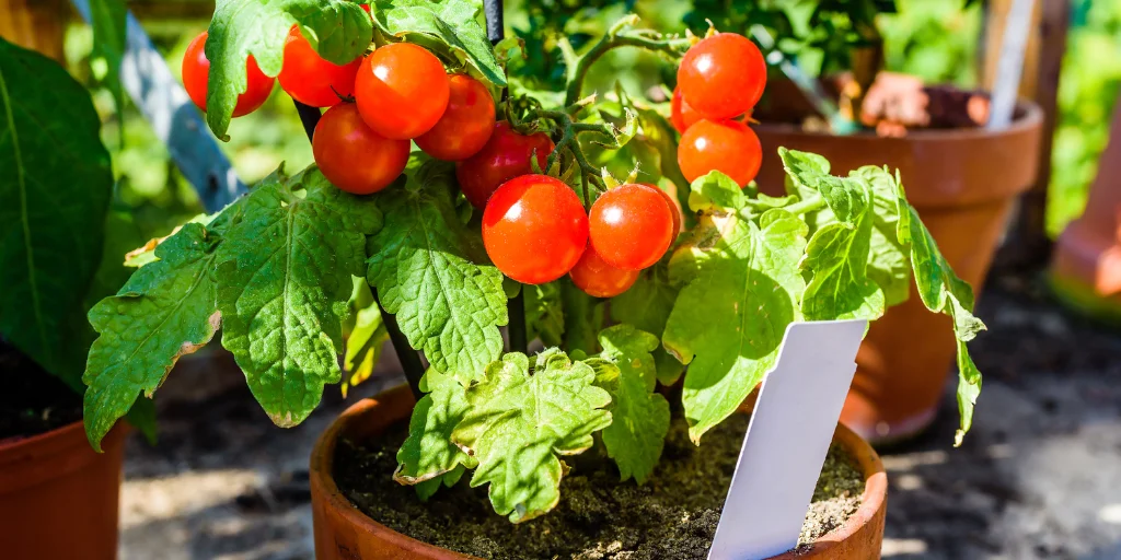 посадка помидор в открытый грунт