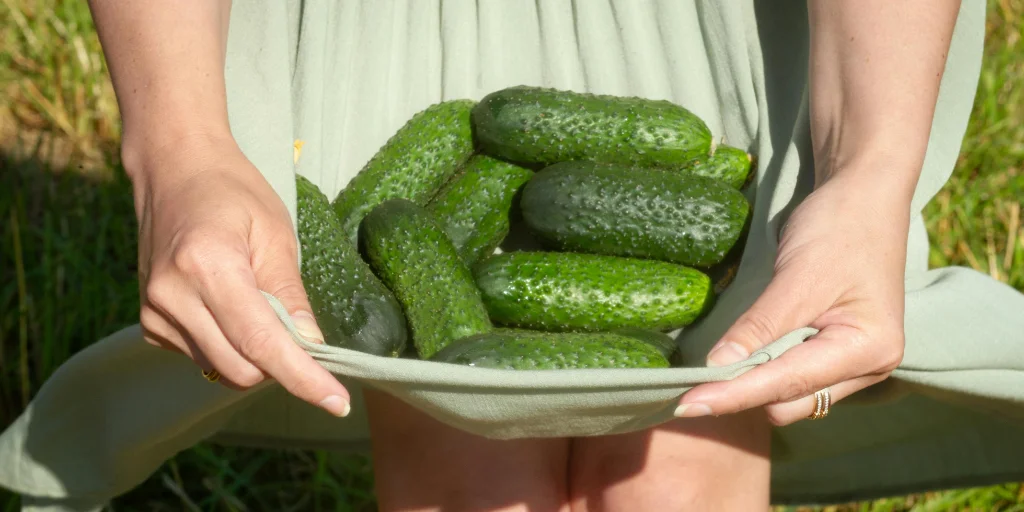 как хранить огурцы