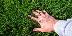 догляд за газоном