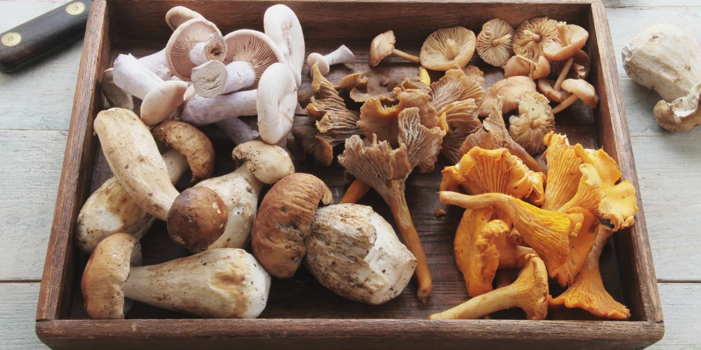 как приготовить лесные грибы