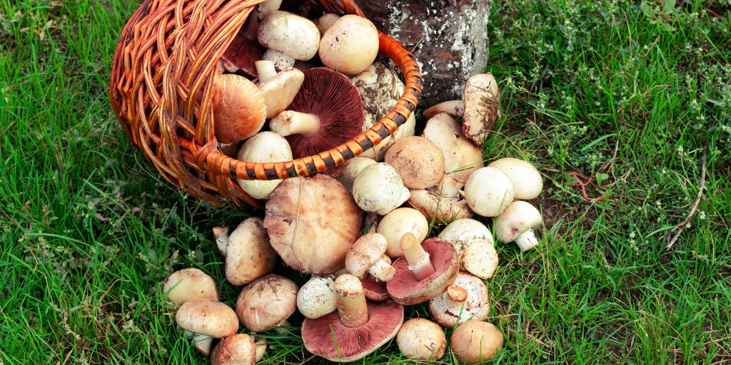 рецепты с лесными грибами