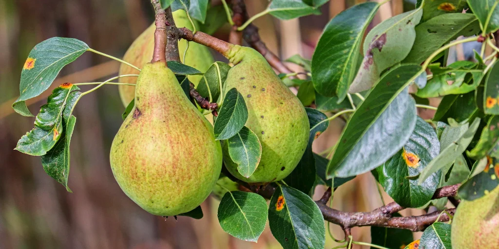 осінні груші