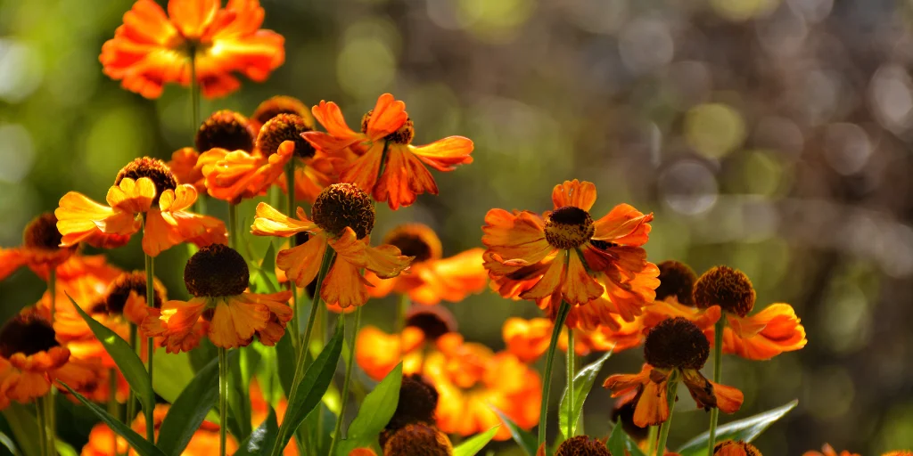 осенние цветы многолетники осенние цветы многолетники