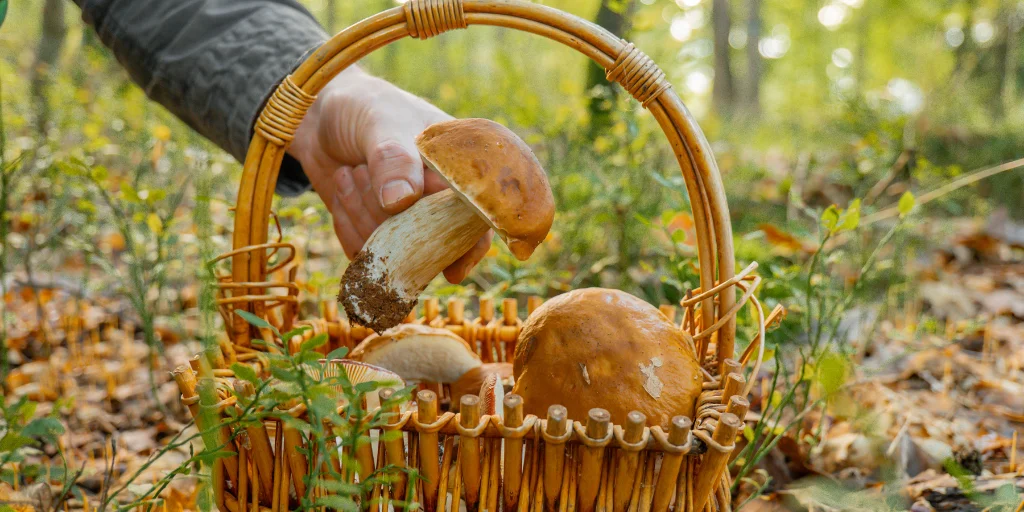 як приготувати лісові гриби