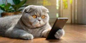 як відновити вайбер на телефоні