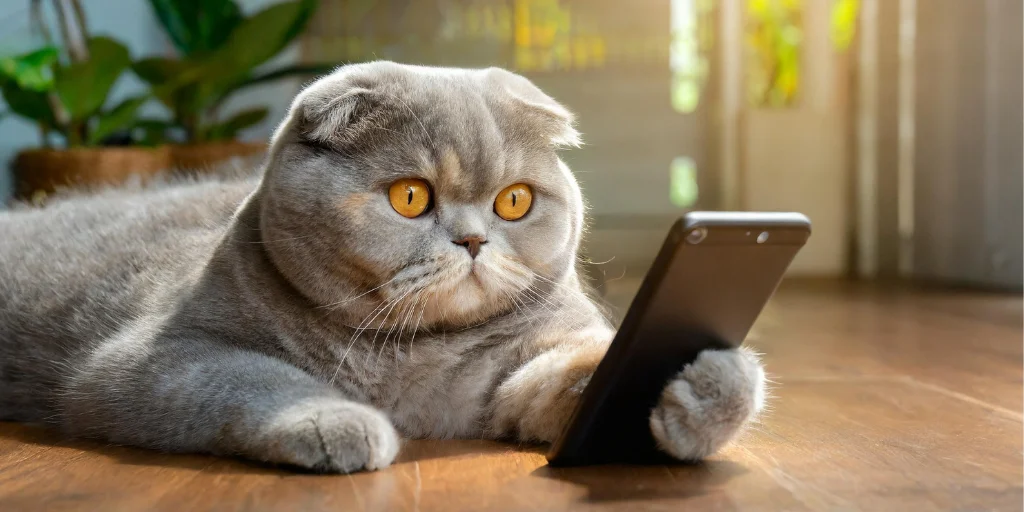 як відновити вайбер на телефоні